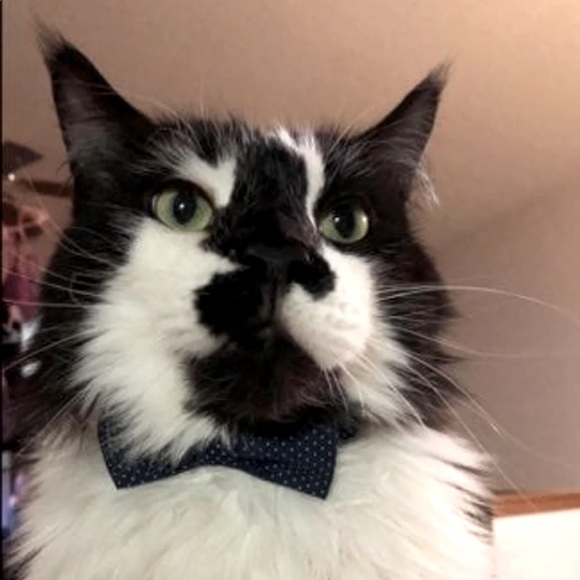 Pet Polka Dot Bow Tie Collar - Picture 9 of 9